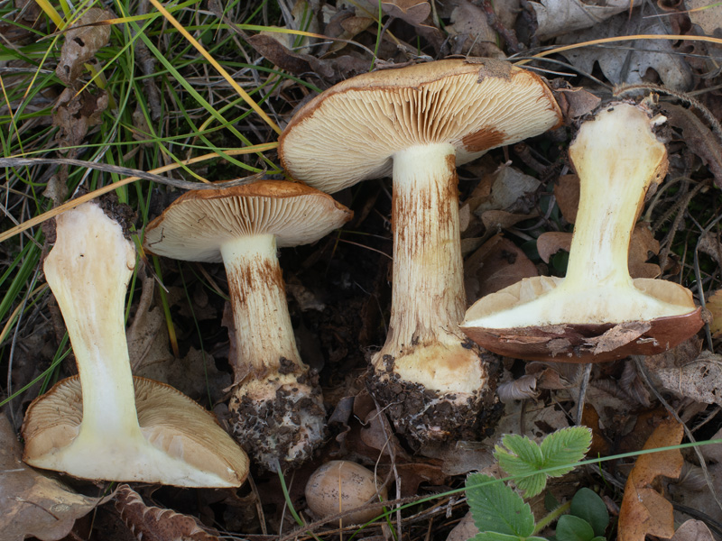 Cortinarius aurilicis